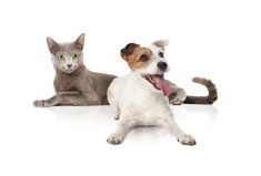 DOG-CAT-1.png