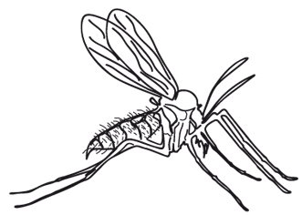 μετάδοση της λεισμανιασης από τις σκνίπες sandfly.jpg (IVIR02-Product Profile-25.03.11 FINAL)