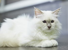 Η χρόνια νεφρική ανεπάρκεια στο σκύλο και στη γάτα