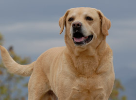 Κακοσμία του στόματος