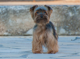 Το άμυλο στη διατροφή του σκύλου και της γάτας