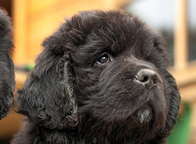 Ενδοπαράσιτα στο σκύλο