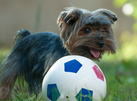 Τα οφέλη μιας τροφής υψηλής περιεκτικότητας σε ζωική πρωτεΐνη