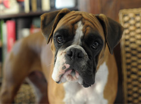 Χημική στείρωση αρσενικού σκύλου