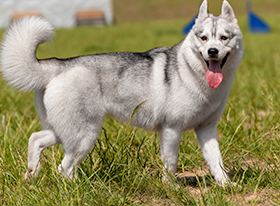 9 ΠΡΑΓΜΑΤΑ ΠΟΥ ΠΡΕΠΕΙ ΝΑ ΓΝΩΡΙΖΕΤΕ ΓΙΑ ΤΟ ΣΑΡΚΟΦΑΓΟ ΠΟΥ ΕΧΕΤΕ ΣΤΟ ΣΠΙΤΙ