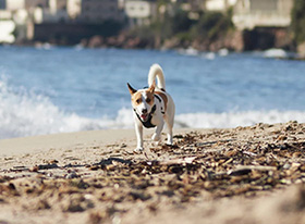 ΒΟΗΘΗΣΤΕ ΤΟ ΣΚΥΛΟ Ή ΤΗ ΓΑΤΑ ΣΑΣ ΚΑΤΑ ΤΗ ΔΙΑΡΚΕΙΑ ΤΩΝ ΚΑΛΟΚΑΙΡΙΝΩΝ ΔΙΑΚΟΠΩΝ