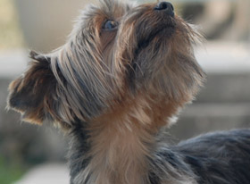 Προστατεύοντας τον σκύλο από τα κουνούπια και τη διροφιλαρίωση