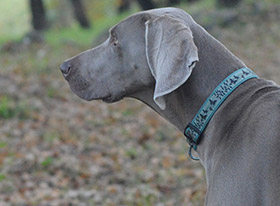 Πάθηση του προστάτη σε σκύλους