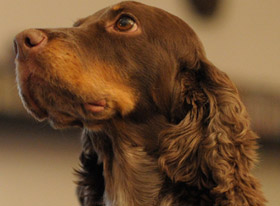 Η φροντίδα των αυτιών στους σκύλους και τις γάτες