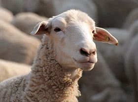 Ενδοπαράσιτα των μηρυκαστικών ζώων