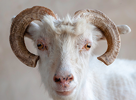 Κρυπτοσποριδίωση των μηρυκαστικών