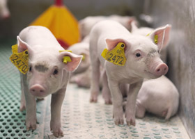 Υπεύθυνη χρήση των αντιβιοτικών